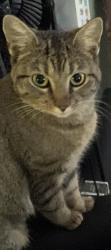 Lost Female Cat last seen Brody Dr., Culleoka, TN 38451