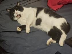 Found/Stray Male Cat last seen On Marrisa Dr, Florissant, MO 63031