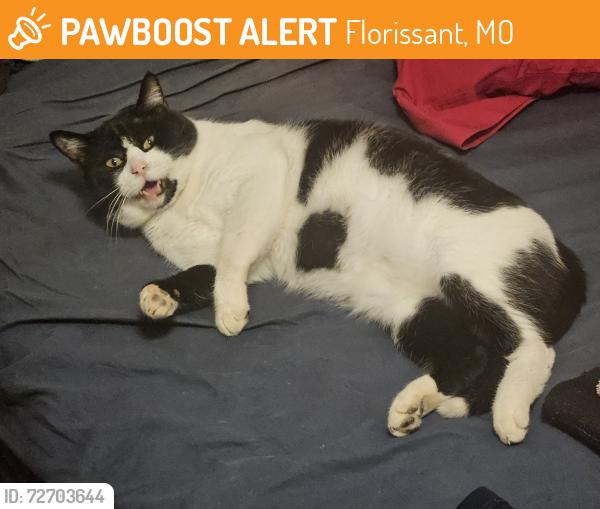 Found/Stray Male Cat last seen On Marrisa Dr, Florissant, MO 63031