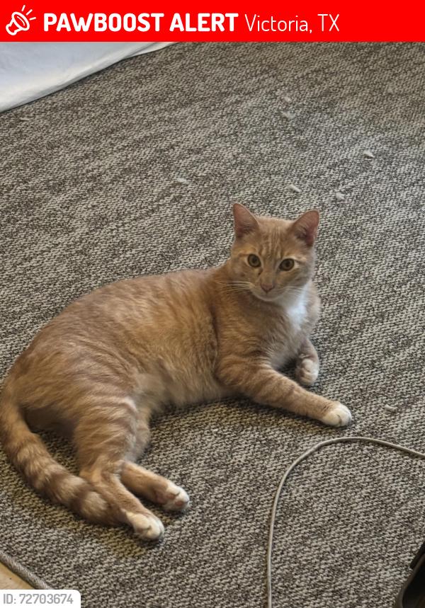 Lost Male Cat last seen lova dr , Victoria, TX 77901