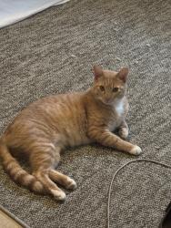 Lost Male Cat last seen lova dr , Victoria, TX 77901