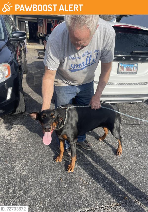 Found/Stray Female Dog last seen 69th st. & Clarendon hill Road , Downers Grove Township, IL 60561