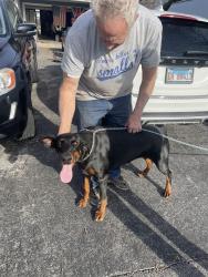 Found/Stray Female Dog last seen 69th st. & Clarendon hill Road , Downers Grove Township, IL 60561