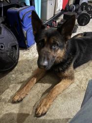 Found/Stray Male Dog last seen 62nd ave e, Graham, WA 98375