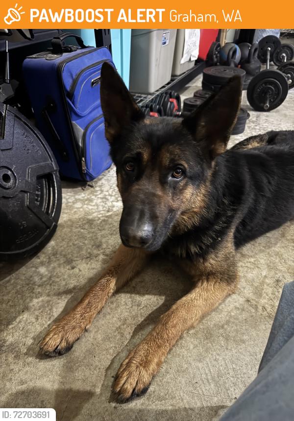 Found/Stray Male Dog last seen 62nd ave e, Graham, WA 98375