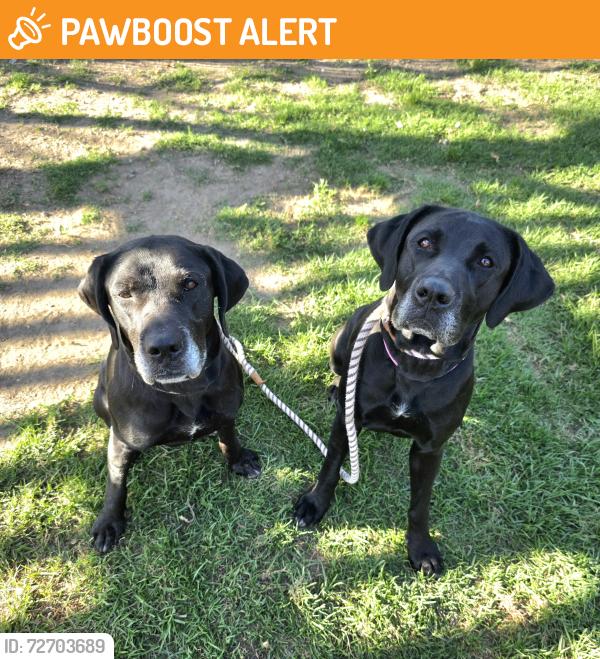 Found/Stray Female Dog last seen Near E Victoria St, Compton, CA 90221, E RNCHO DMNGZ, CA 90221