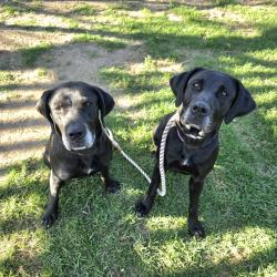 Found/Stray Female Dog last seen Near E Victoria St, Compton, CA 90221, E RNCHO DMNGZ, CA 90221