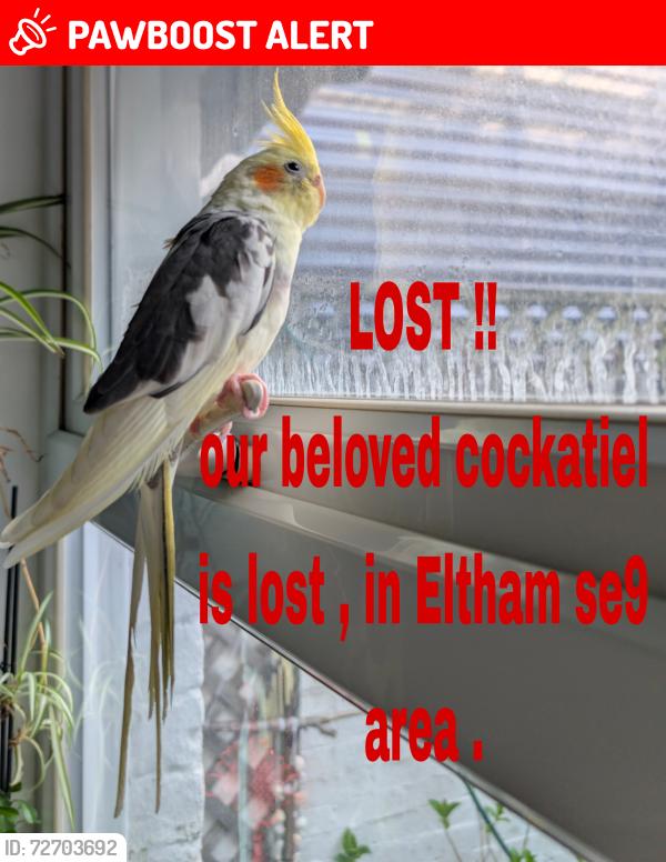 Lost Unknown Bird last seen Eltham hill school , near by tree SE9 , Büyük Londra, İngiltere SE9