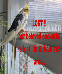 Lost Unknown Bird last seen Eltham hill school , near by tree SE9 , Büyük Londra, İngiltere SE9