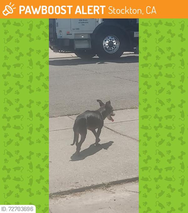 Found/Stray Female Dog last seen horsetail drive & wild g, stockton, Stockton, CA 95212