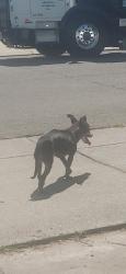 Found/Stray Female Dog last seen horsetail drive & wild g, stockton, Stockton, CA 95212