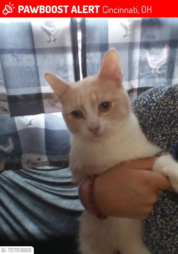 Lost Male Cat last seen Lost @ Bellevue Park in Clifton Ohio, Cincinnati, OH 45219