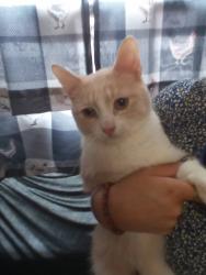 Lost Male Cat last seen Lost @ Bellevue Park in Clifton Ohio, Cincinnati, OH 45219