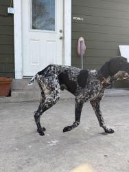 Lost Male Dog last seen New braunfels ave , San Antonio, TX 78208