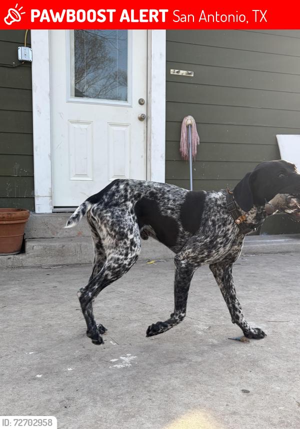 Lost Male Dog last seen New braunfels ave , San Antonio, TX 78208