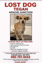 Lost Female Dog last seen Signal Butte & University, Apache Junction, AZ 85120