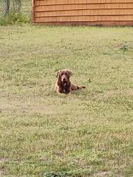 Found/Stray Male Dog last seen Stratenforest area , Columbia, SC 29209
