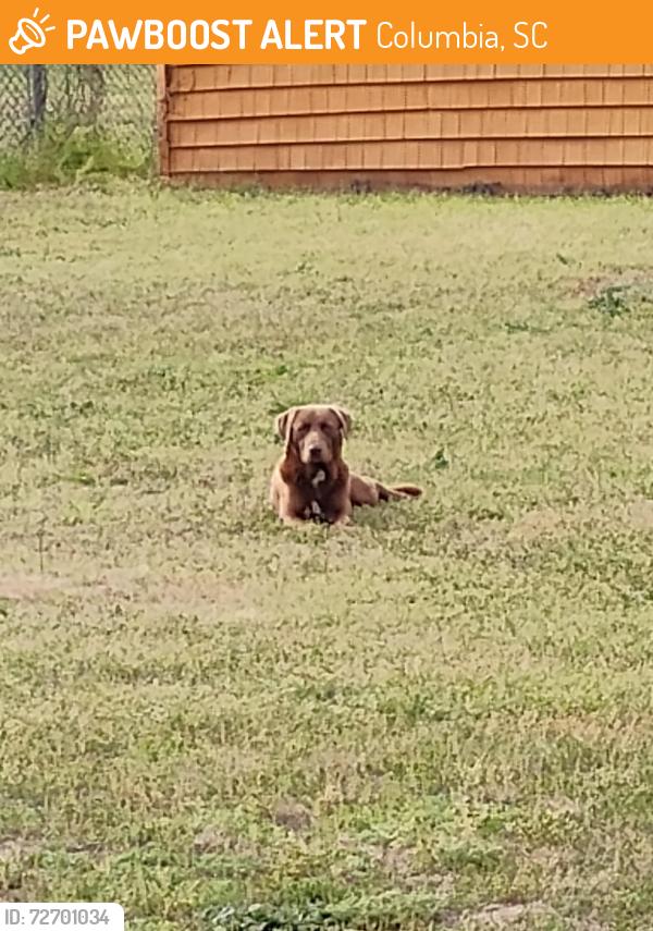 Found/Stray Male Dog last seen Stratenforest area , Columbia, SC 29209
