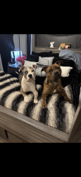Lost Female Dog last seen Carpenter & Columbus, Columbus, OH 43206
