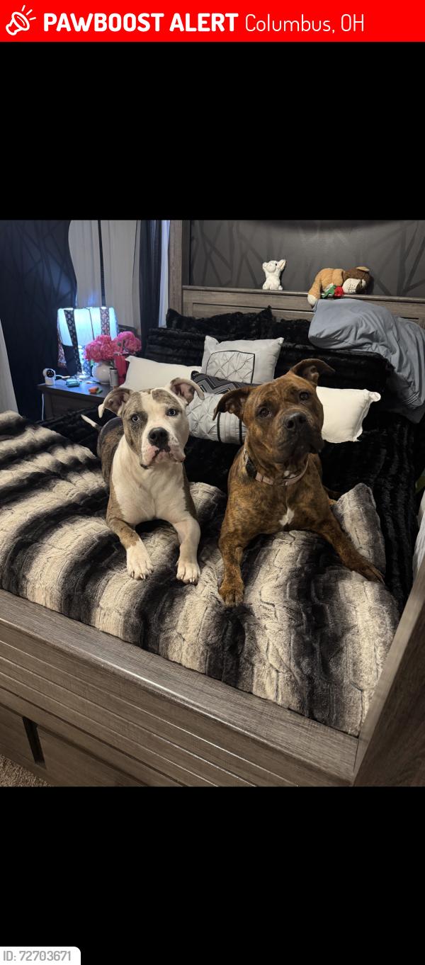 Lost Female Dog last seen Carpenter & Columbus, Columbus, OH 43206