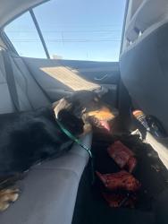 Found/Stray Male Dog last seen W Bekemeyer Street in Golden Hills, no longer there a trusted family member is taking care of it until we find the owner., Wichita, KS 67212