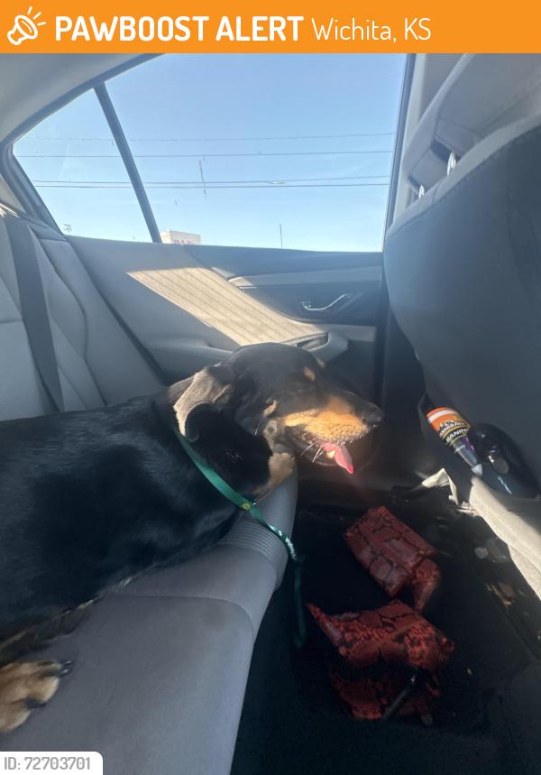 Found/Stray Male Dog last seen W Bekemeyer Street in Golden Hills, no longer there a trusted family member is taking care of it until we find the owner., Wichita, KS 67212