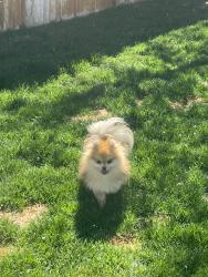 Found/Stray Male Dog last seen Near N 200 W Orem UT, Orem, UT 84057