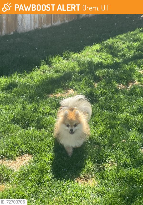 Found/Stray Male Dog last seen Near N 200 W Orem UT, Orem, UT 84057