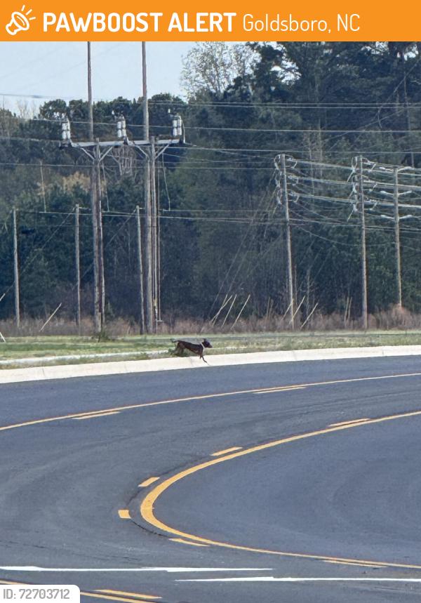 Found/Stray Male Dog last seen Went towards Central heights, Goldsboro, NC 27534