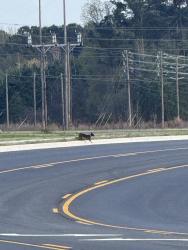 Found/Stray Male Dog last seen Went towards Central heights, Goldsboro, NC 27534