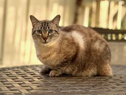 Lost Male Cat last seen In Las Casitas Community, San Diego, CA 92126