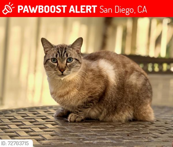 Lost Male Cat last seen In Las Casitas Community, San Diego, CA 92126