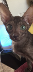 Lost Male Cat last seen Spring Creek and Melrose, Oceanside, CA 92057