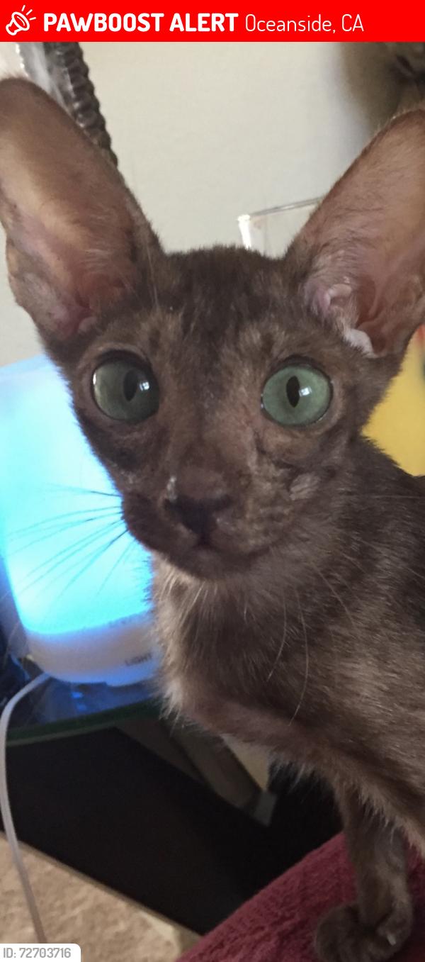 Lost Male Cat last seen Spring Creek and Melrose, Oceanside, CA 92057