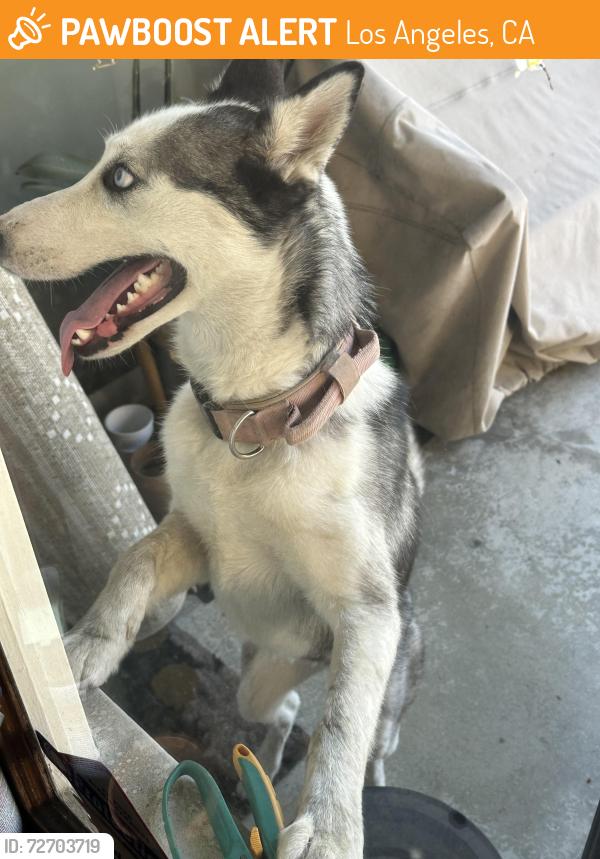 Found/Stray Unknown Dog last seen Don Luis Dr & Don Mariano Dr, Los Angeles, CA 90008