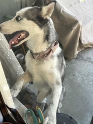 Found/Stray Unknown Dog last seen Don Luis Dr & Don Mariano Dr, Los Angeles, CA 90008