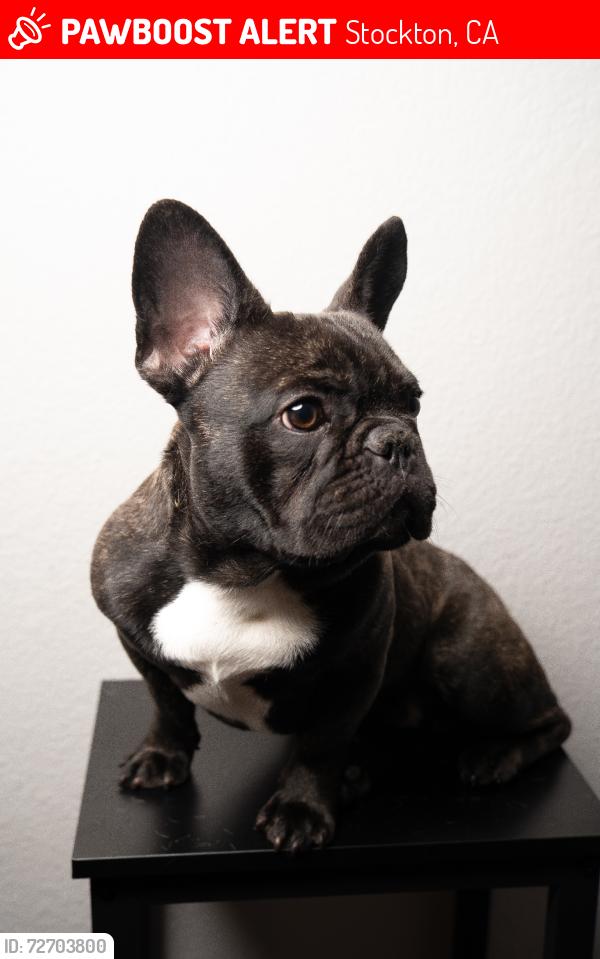 Lost Male Dog last seen California St & Charter Way, Stockton, CA 95203