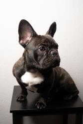 Lost Male Dog last seen California St & Charter Way, Stockton, CA 95203