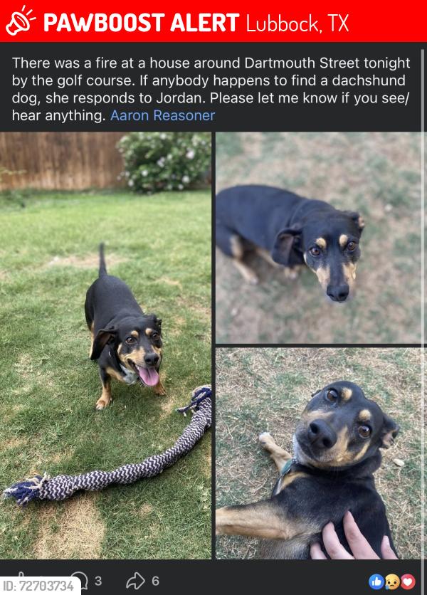 Lost Female Dog last seen Dartmouth St, near Shadow Hills golf course., Lubbock, TX 79416