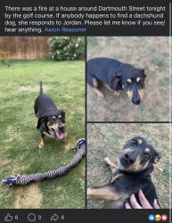Lost Female Dog last seen Dartmouth St, near Shadow Hills golf course., Lubbock, TX 79416