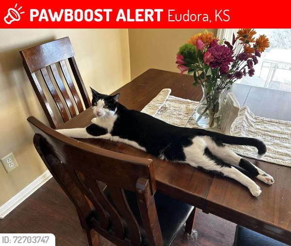 Lost Male Cat last seen  N 900 Rd, E 1900 Rd, N 800 Rd, Eudora KS, Eudora, KS 66025