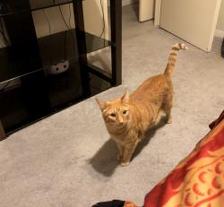 Lost Male Cat last seen Glascow Street, Victoria, TX 77904