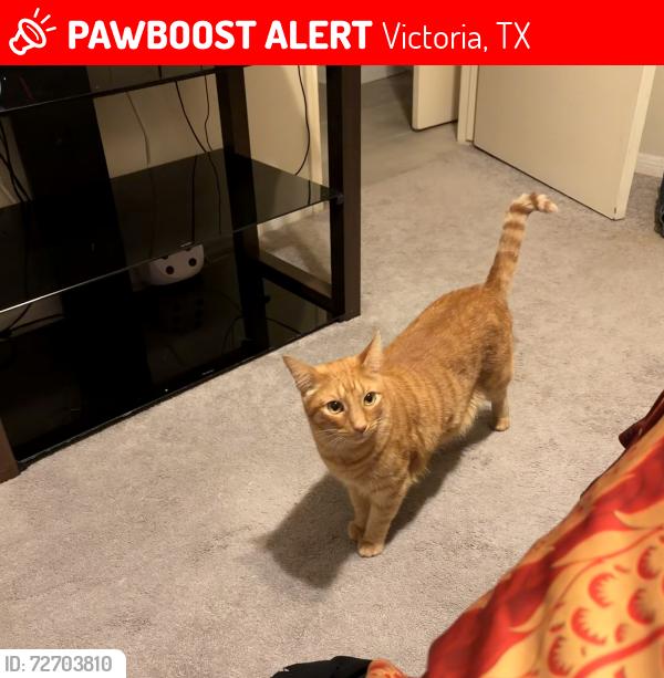 Lost Male Cat last seen Glascow Street, Victoria, TX 77904