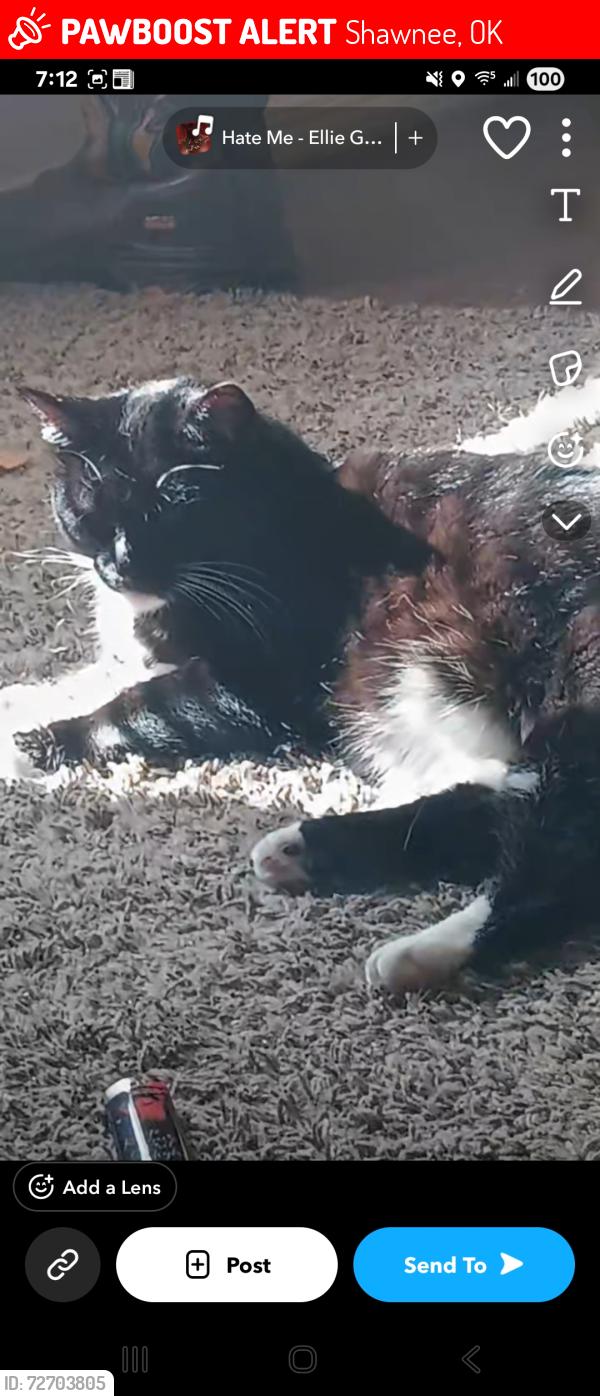 Lost Female Cat last seen 45th st, Shawnee, OK 74804