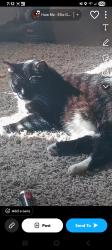 Lost Female Cat last seen 45th st, Shawnee, OK 74804