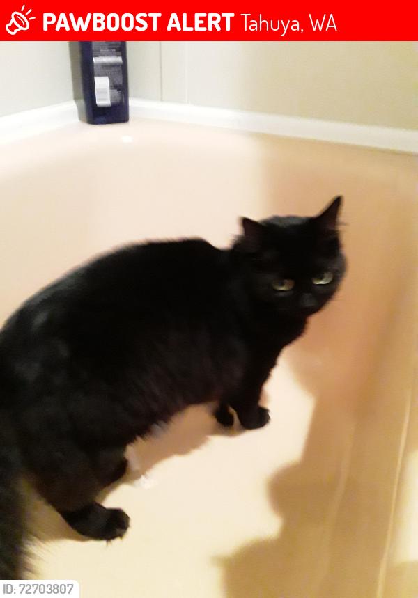 Lost Female Cat last seen Maggie Lake , Tahuya, WA 98588