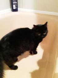 Lost Female Cat last seen Maggie Lake , Tahuya, WA 98588