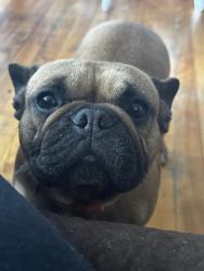 Lost Female Dog last seen Grafton street and Dorchester Street, Worcester, MA 01604