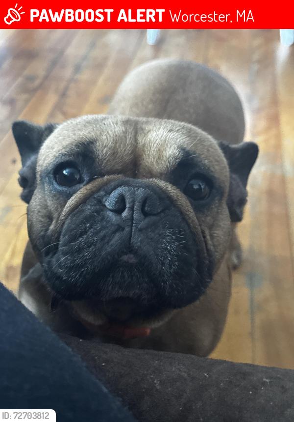 Lost Female Dog last seen Grafton street and Dorchester Street, Worcester, MA 01604
