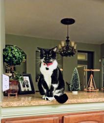 Lost Male Cat last seen Cross Canyon and Jones Maltsberger, San Antonio, TX 78232